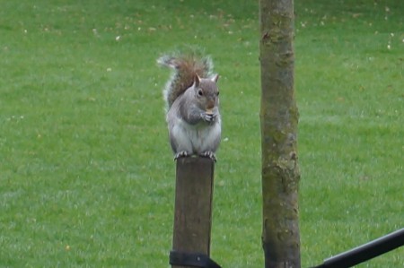 les petits écureuils trop mignons