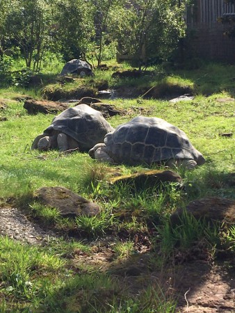 ZSL London Zoo : tortues géantes !