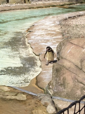 Les petits pingouins trop mignons !